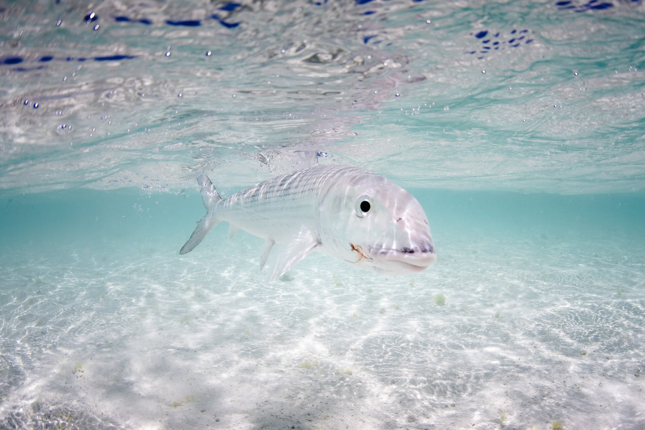 Alphonse Island Fly Fishing Report | 01 MAR – 06 MAR 2026