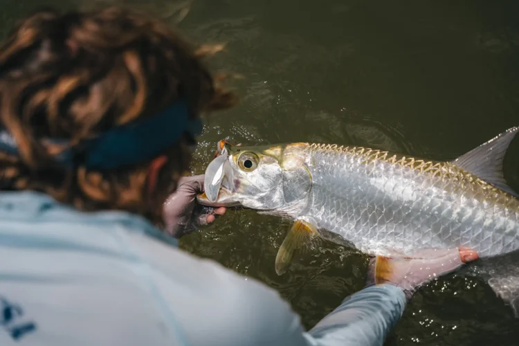 Tarpon