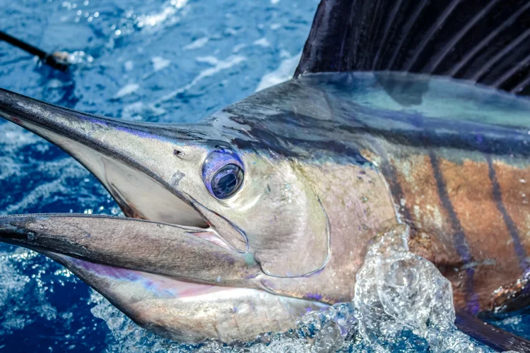Sailfish