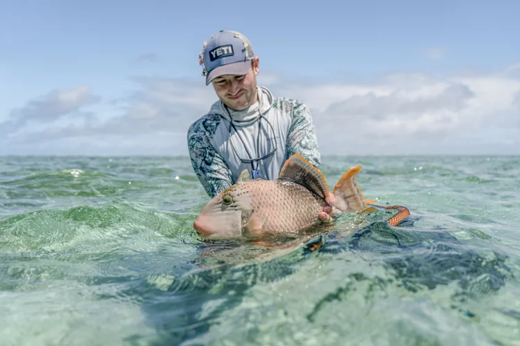 Yellowmargin Triggerfish
